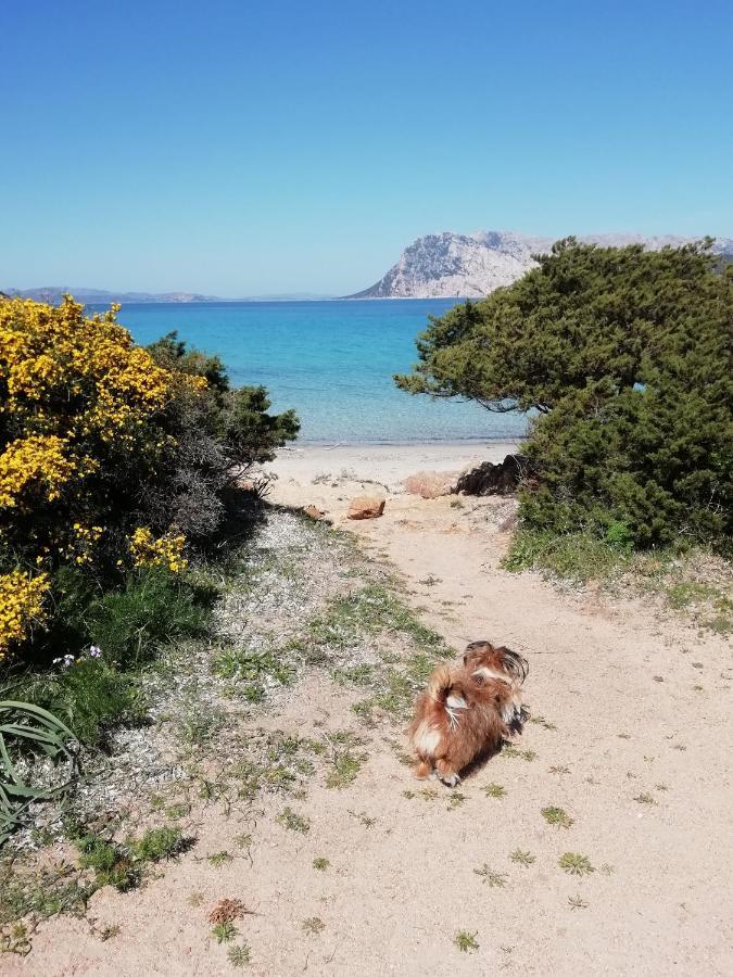 Frina di Mari b&b San Teodoro  Bagian luar foto
